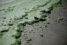Alerta naranja por cianobacterias en 17 municipios de Buenos Aires