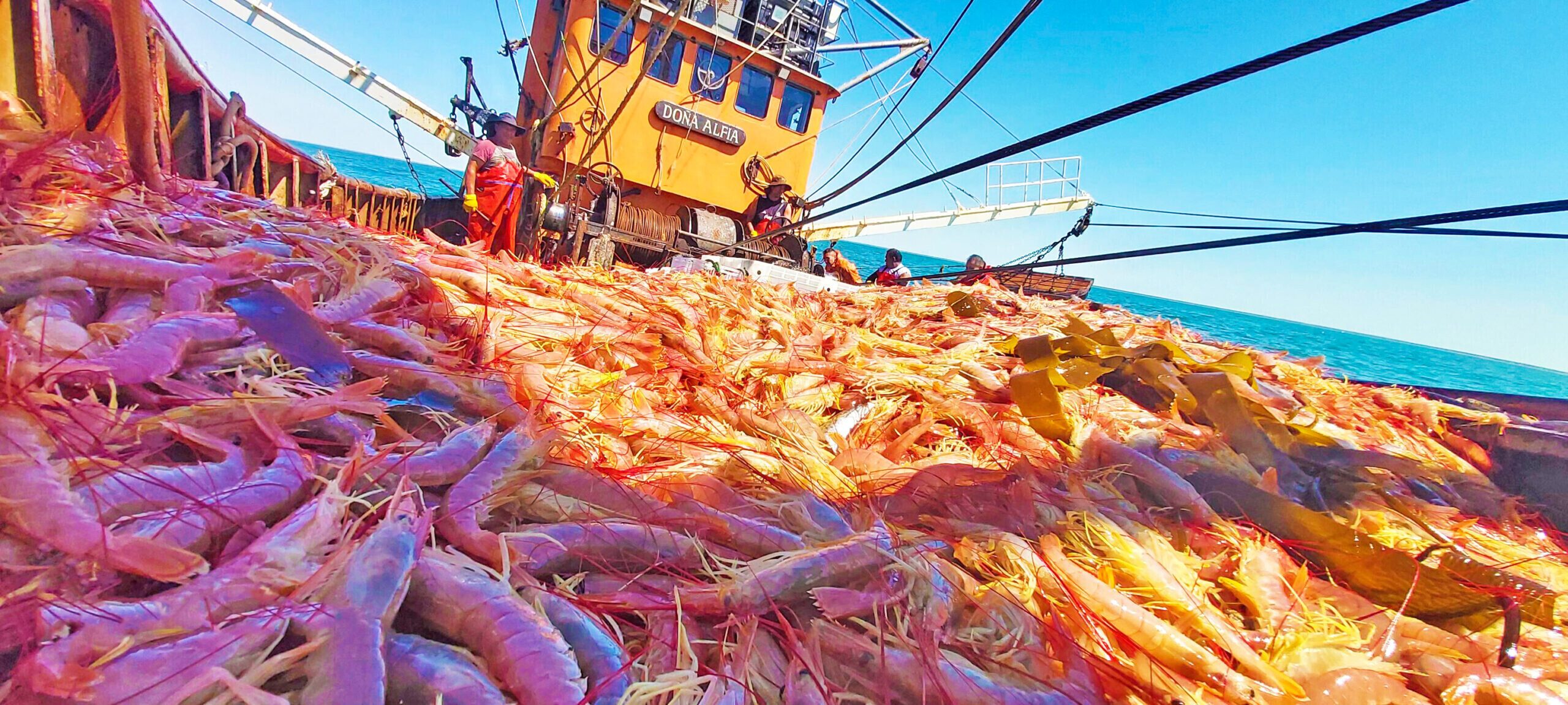 Se suspendió por una semana la captura de langostino en Chubut