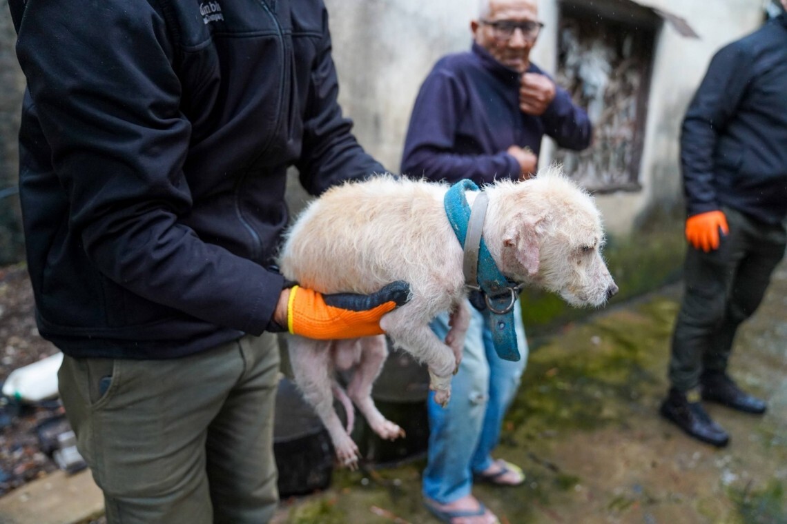 PERRITO.jpeg