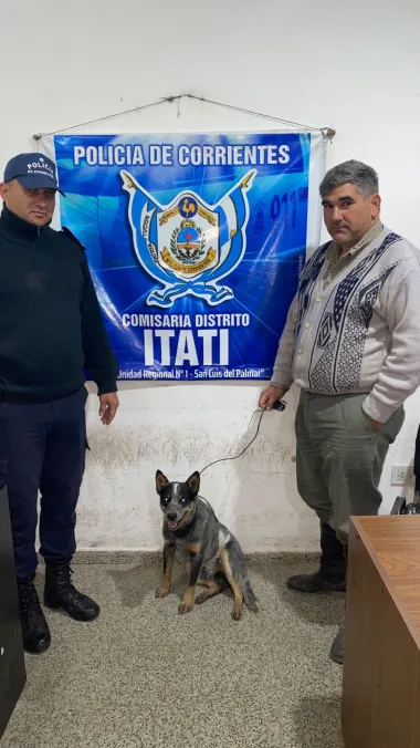 PERRO-POLICIA.webp Se extravío su perro de raza y lo llamaron para pedirle recompensa: un detenido