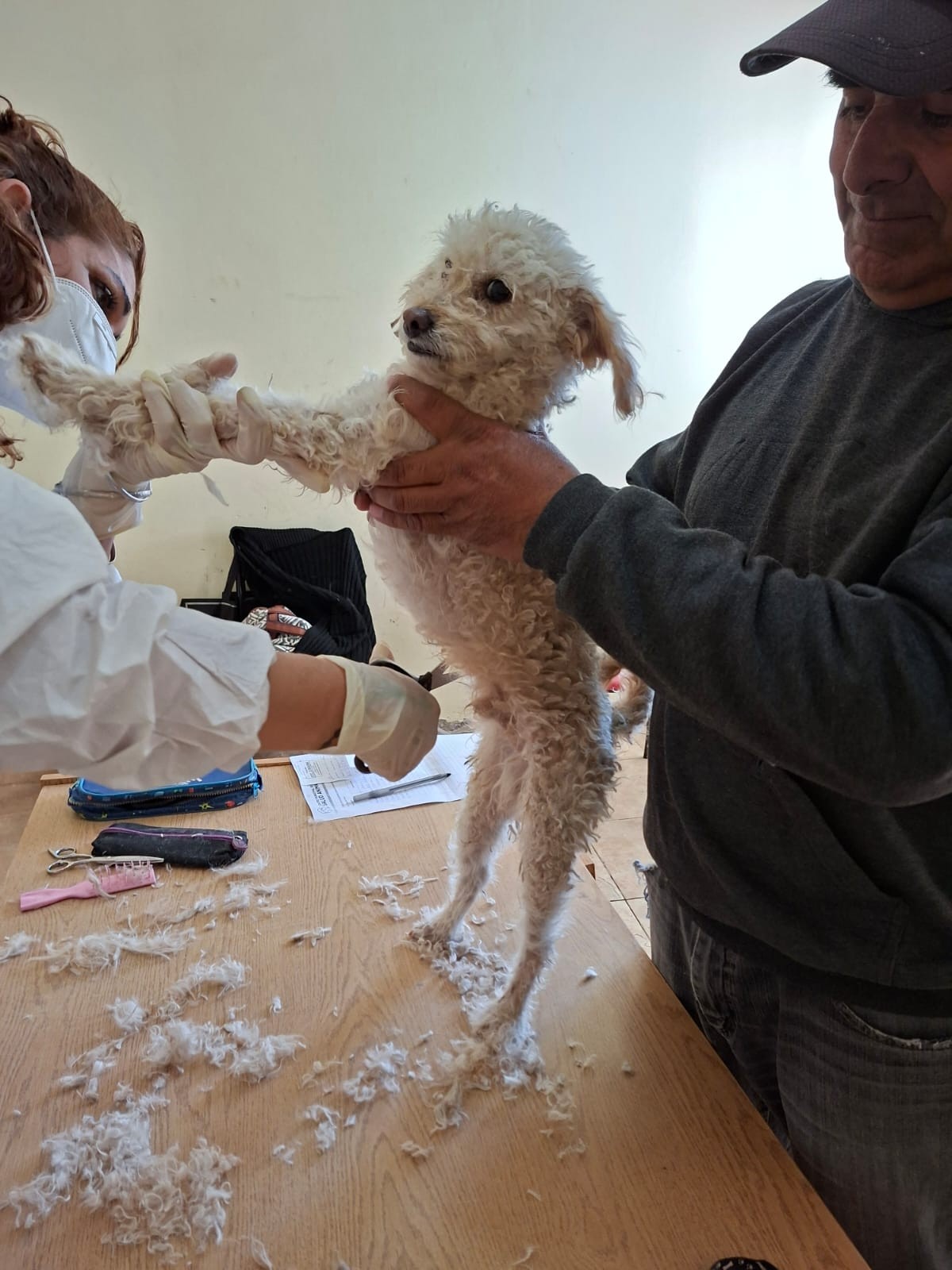 PERRO.jpeg PERRO.jpeg