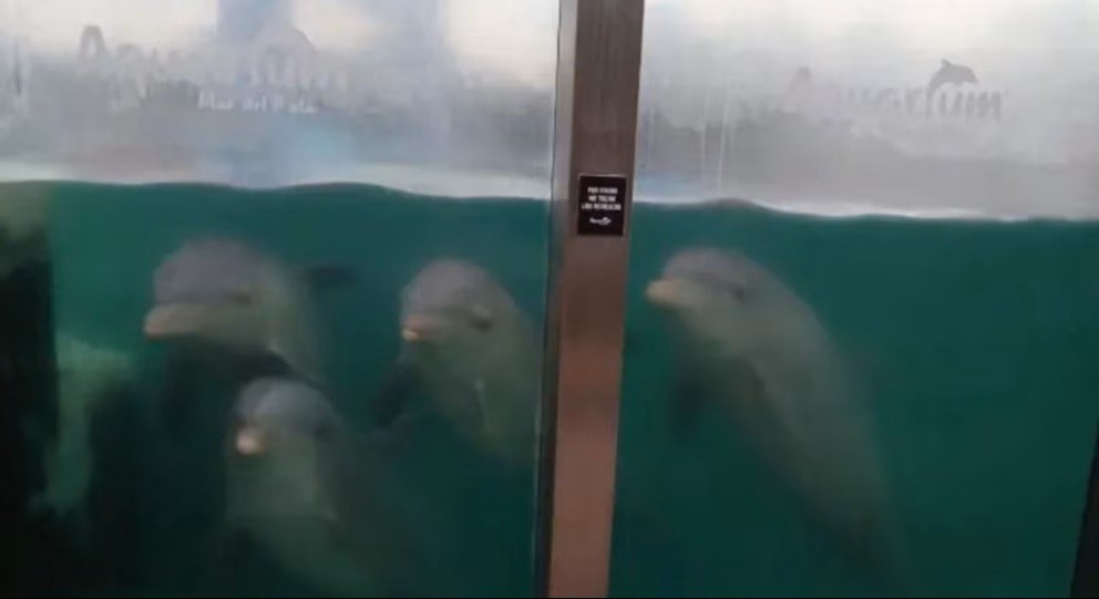Abandono de animales en el Aquarium de Mar del Plata
