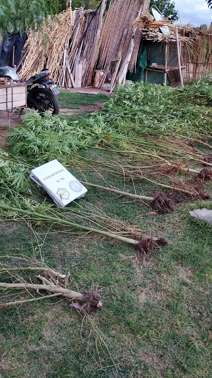 PLANTAS-MARIHUANA.jpeg