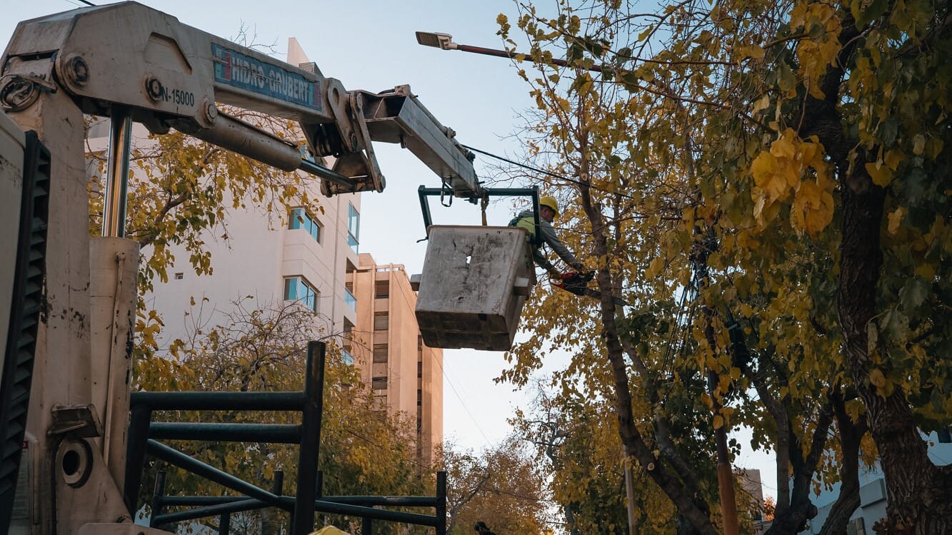 La Ciudad continúa con tareas de mantenimiento del arbolado público