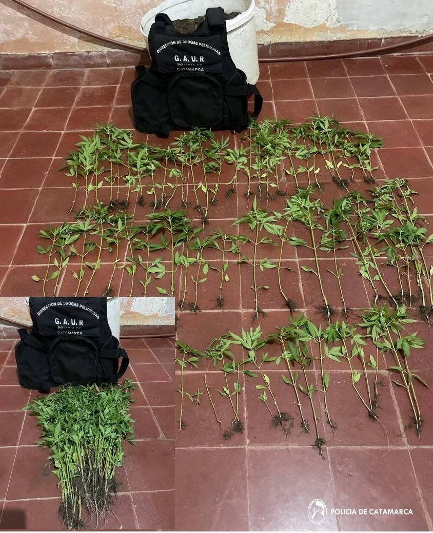 INCAUTARON PLANTINES DE CANNABIS EN POMÁN