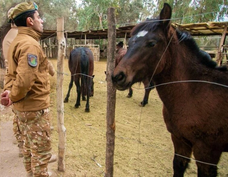 La a Policía Rural recuperó 11 caballos y detuvo a un hombre en Malargüe