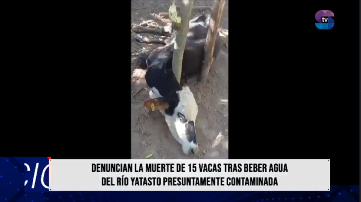PORTADA VACAS MUERTAS.png Grave denuncia por agua contaminada en el río Yatasto: más de millones en pérdidas