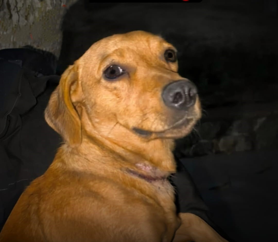 PP.jpg Chilecito: Rescate Animal