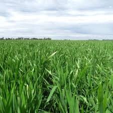 Momento excepcional- la siembra de Pasturas y Verdeos