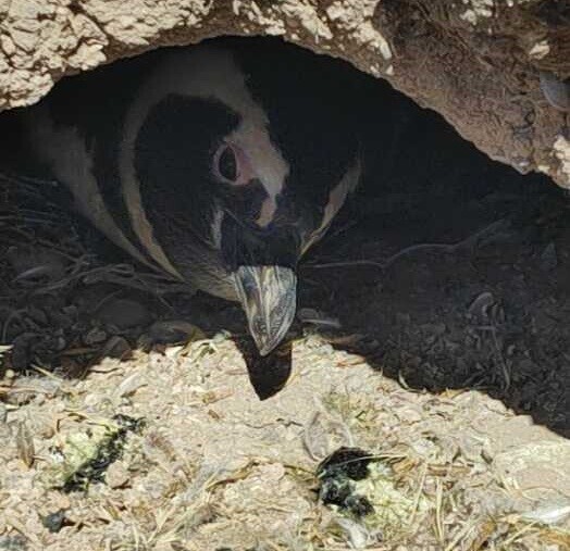 CAUSA PINGÜINOS: Acusadores pidieron cuatro años de prisión y resarcimientos económicos para Ricardo La Regina