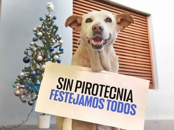Pirotecnia.jpg Pirotecnia en Salta: proteccionistas denuncian tres perros muertos y 20 perdidos