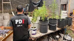 32 Plantas de Marihuana secuestradas y un Menor de 16 años Detenido