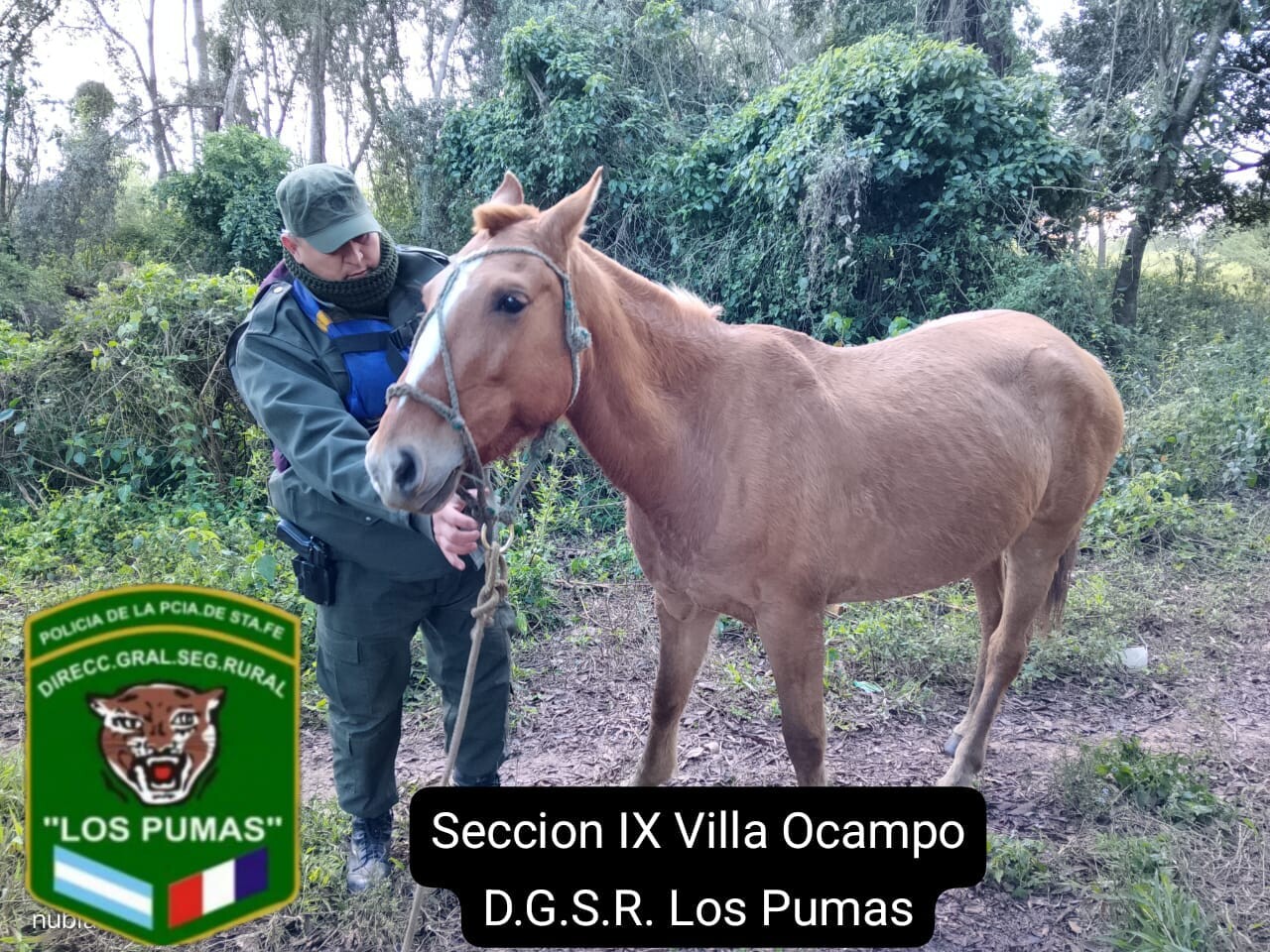 Puma caballlo.jpeg Puma caballlo.jpeg