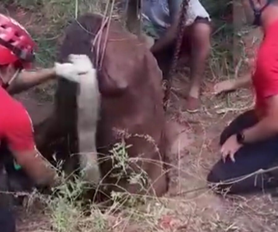 RESCATE-CABALLO