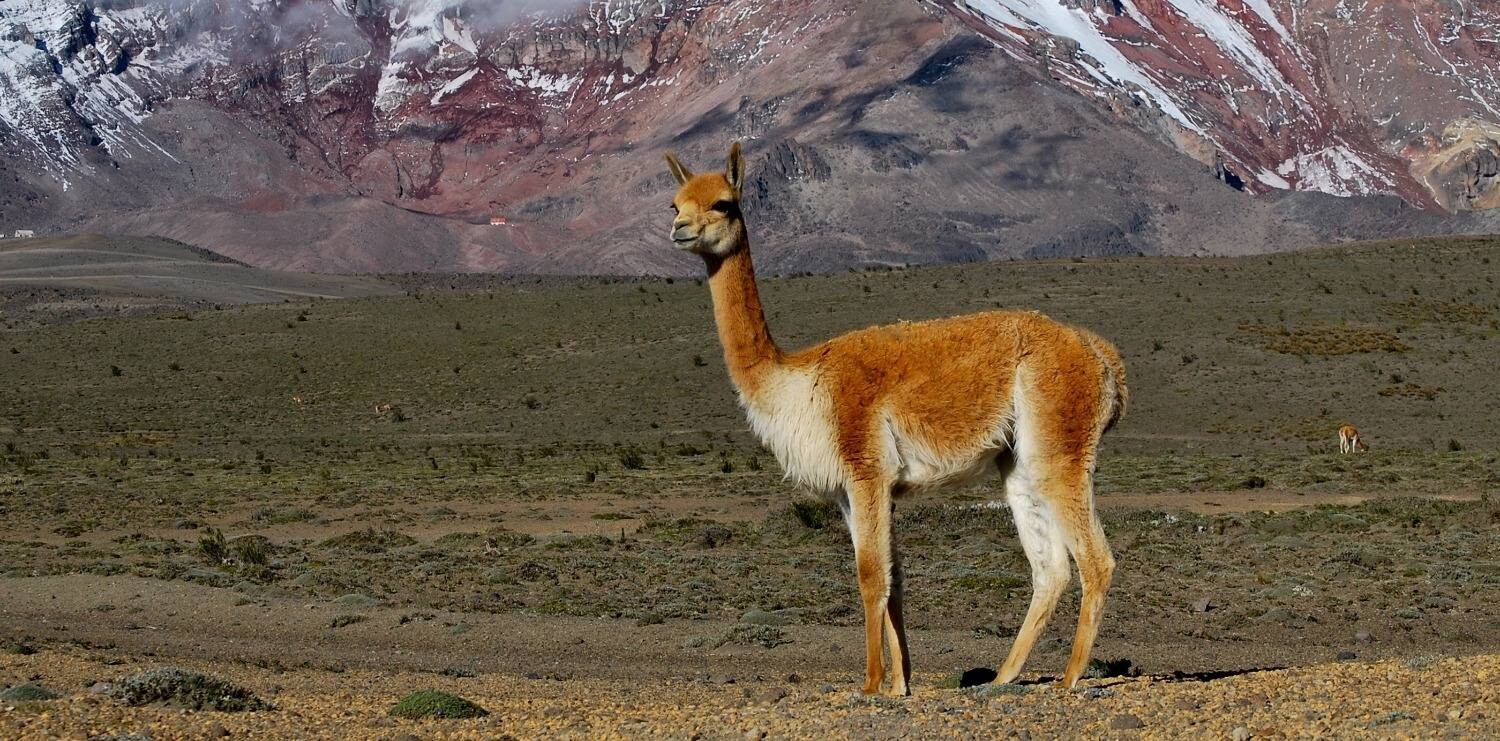 IGLESIA: ¿Querés conocer el Parque Nacional San Guillermo?