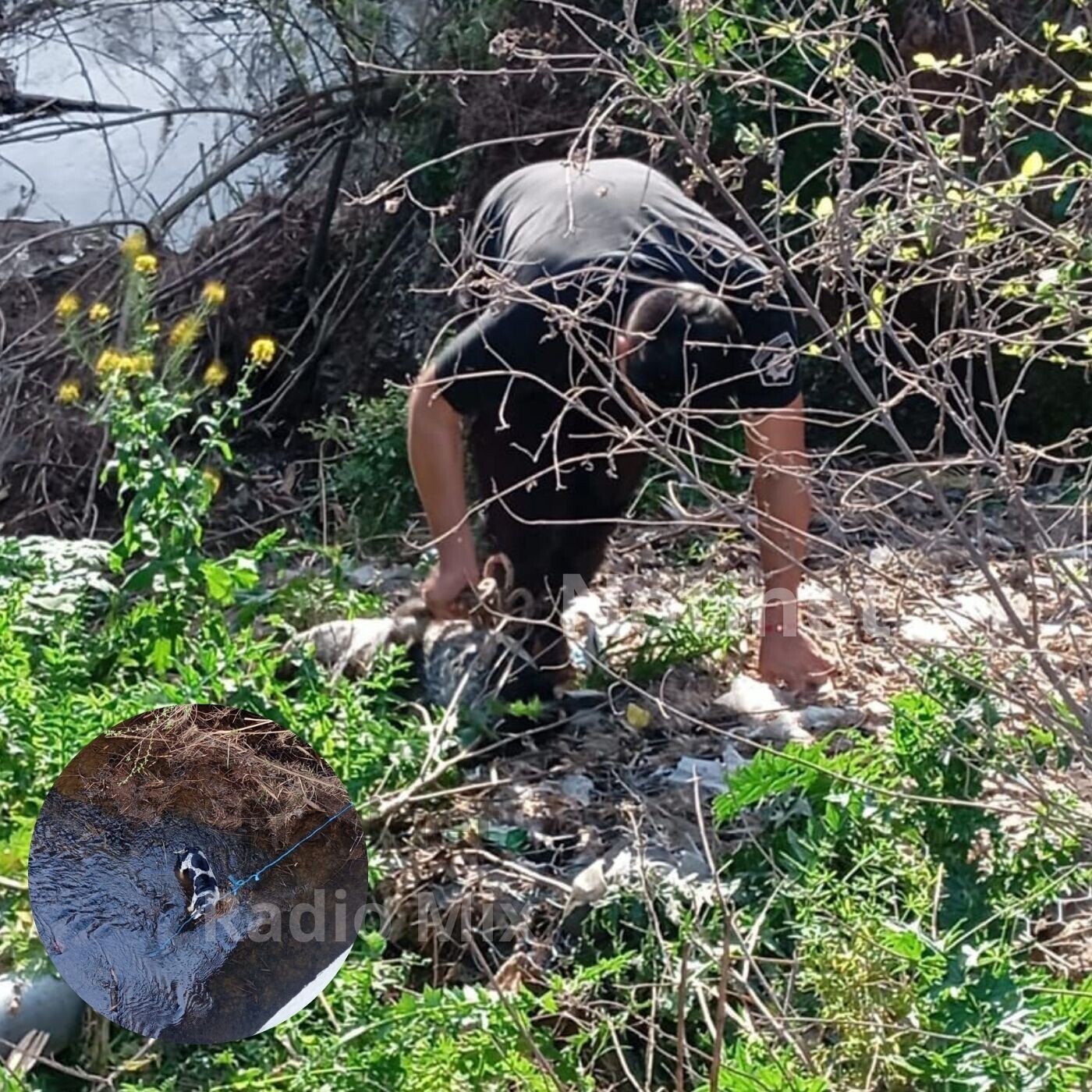 La Brigada Ecológica rescató a un perro que había caído a un arroyo
