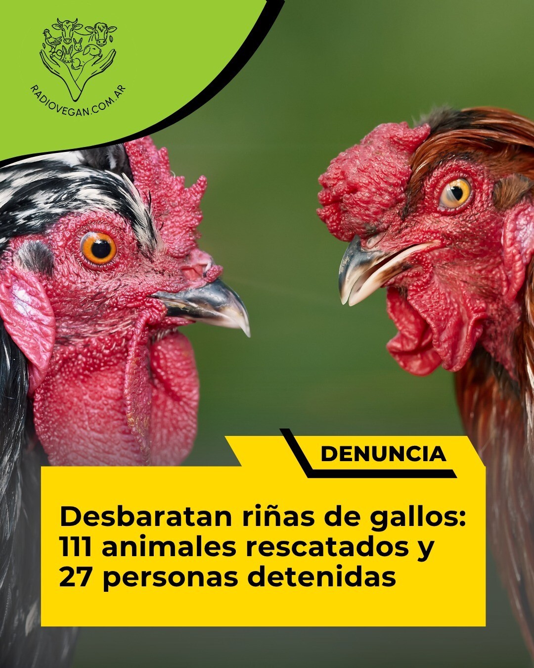 RESCATAN A 100 GALLOS DE RIÑAS CLANDESTINAS