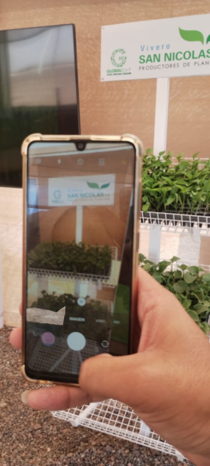 SEMILLAS-EXPOINNOVA.jpeg SEMILLAS-EXPOINNOVA.jpeg