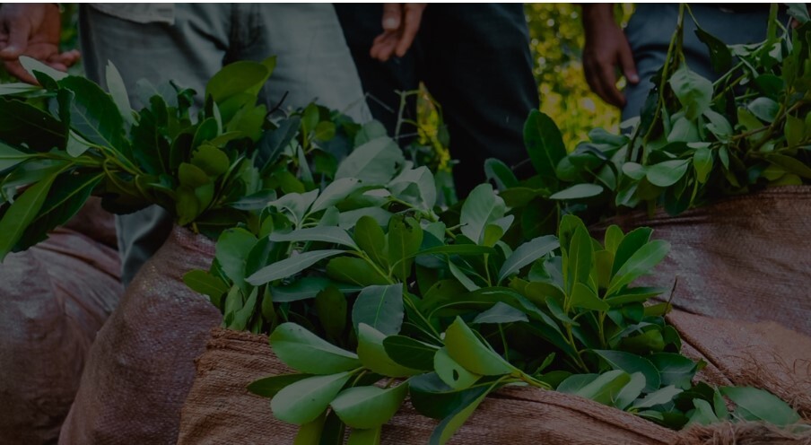 Pago del programa Intercosecha para más de 6 mil trabajadores yerbateros de Misiones