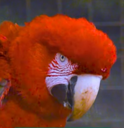 Dos guacamayos rojos, rescatados comienzan una nueva etapa en su camino de regreso a la vida silvestre