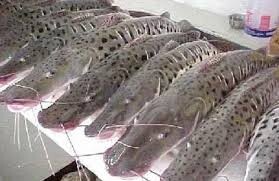 Se estableció la Veda para la Pesca del «Surubí» en Santa Fe