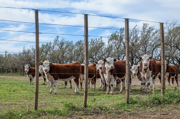 INFO RURAL: RESULTADOS DEL REMATE ESPECIAL ANIVERSARIO DE HORACIO RODRIGUEZ EGAÑA REALIZADO EN EL HOTEL ARENA RESORT DE FEDERACIÓN (E.R.) INFO RURAL: RESULTADOS DEL REMATE ESPECIAL ANIVERSARIO DE HORACIO RODRIGUEZ EGAÑA REALIZADO EN EL HOTEL ARENA RESORT DE FEDERACIÓN (E.R.)