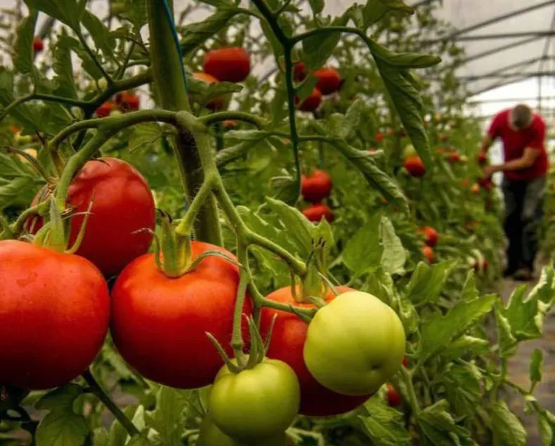 TOMATE.webp Santa Lucia :Productores alertan que se agrava la crisis del tomate