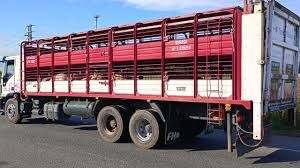 TRANSPORTE DE CERDOS-01.jpg