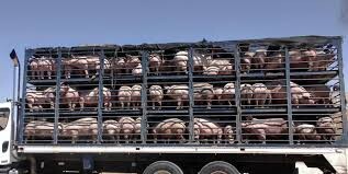 TRANSPORTE DE CERDOS-02.jpg