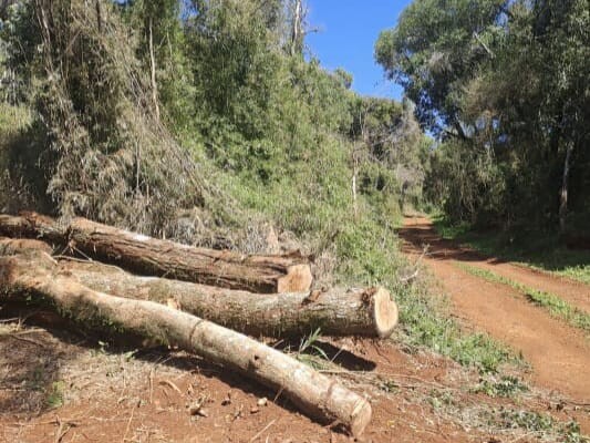Tala en El Chapá (2).jpeg