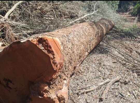 Tala en El Chapá (3).jpeg