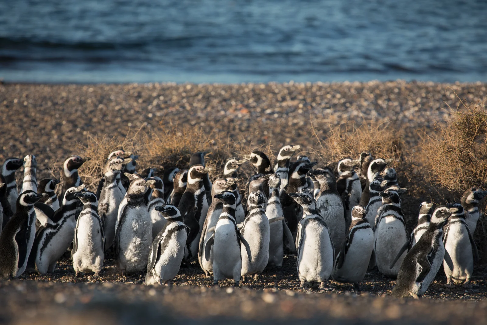 Finalizó la temporada de Pingüinos de Magallanes en Punta Tombo