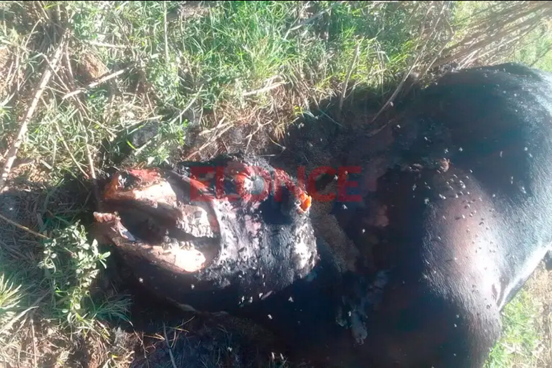 Misterio en un campo Entrerriano: hallan una vaca mutilada y calcinada