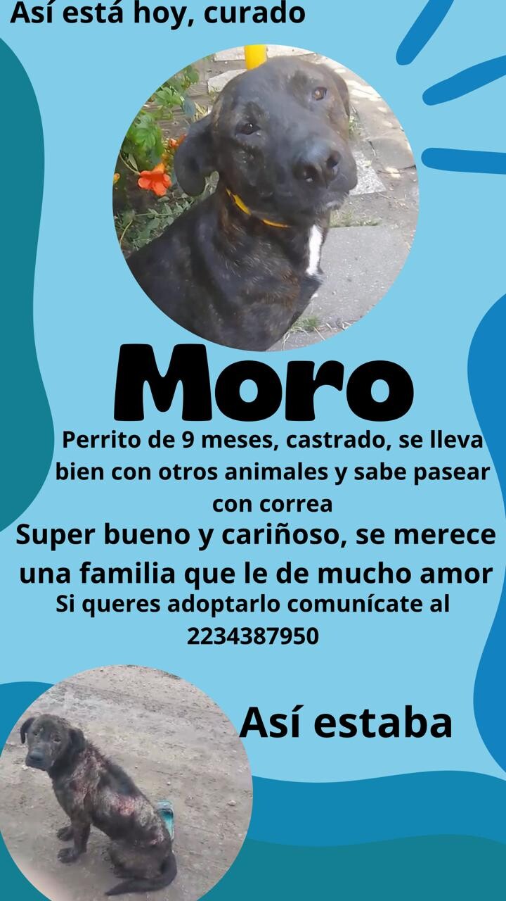 Moro en adopción.