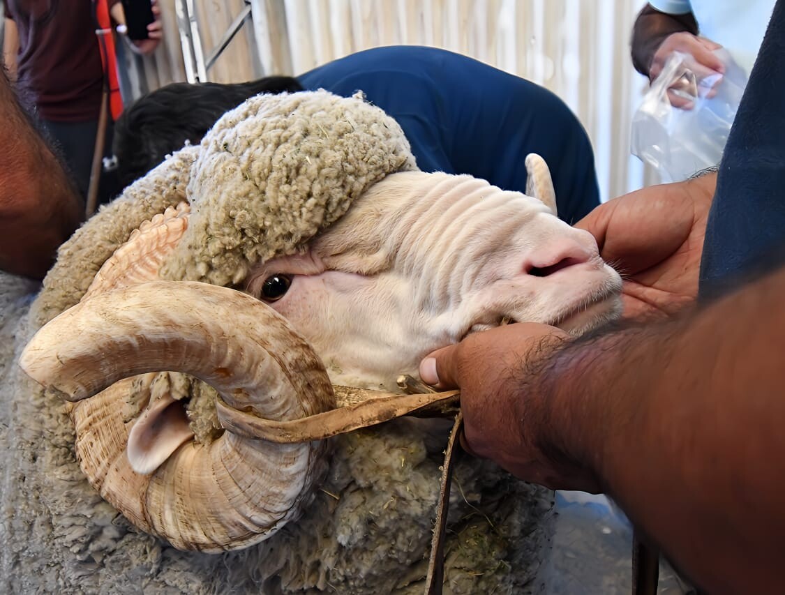 Con un programa novedoso, se desarrolla la 87° Exposición Ganadera y 37° Feria del Carnero a Campo