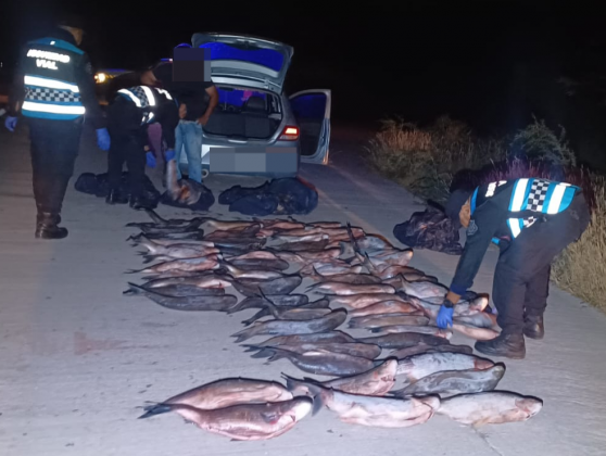 Policía decomisó 120 sábalos e infraccionó al trasportista en Cafayate