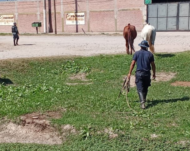 Operativo policial por animales sueltos en la vía pública