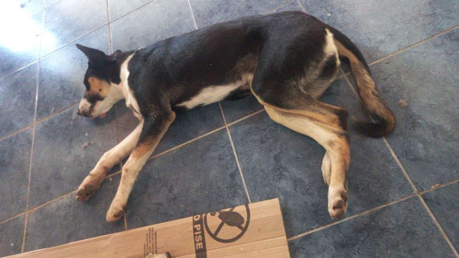 Día de Castraciones