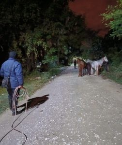 WhatsApp-Image-2025-05-28-at-11.20.17-AM-252x300.jpeg La Policía incautó animales sueltos en la vía pública