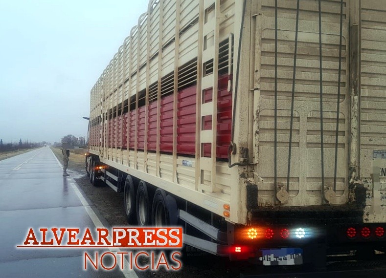 84 vaquillonas ilegales en General Alvear