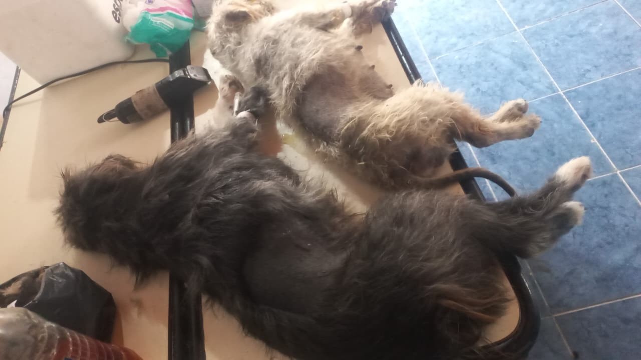 Se realiza nuevo operativo de castración animal