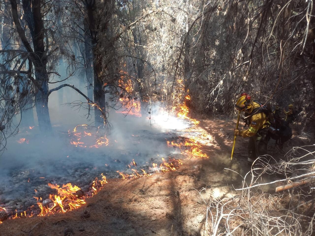 Provincia y Nación intensifican el operativo para combatir el incendio forestal en el Parque Los Alerces