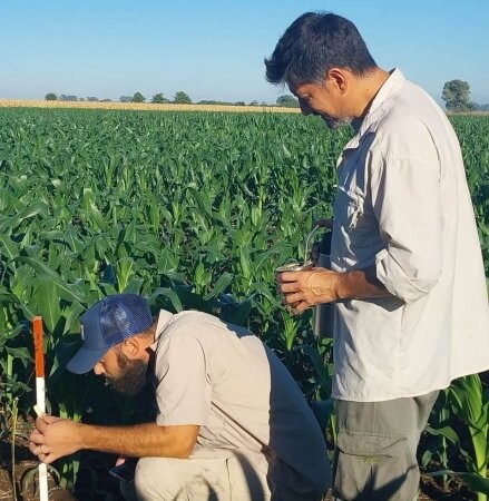 Alivio: la chicharrita del maíz continúa multiplicándose, pero el riesgo para la cosecha sigue siendo bajo