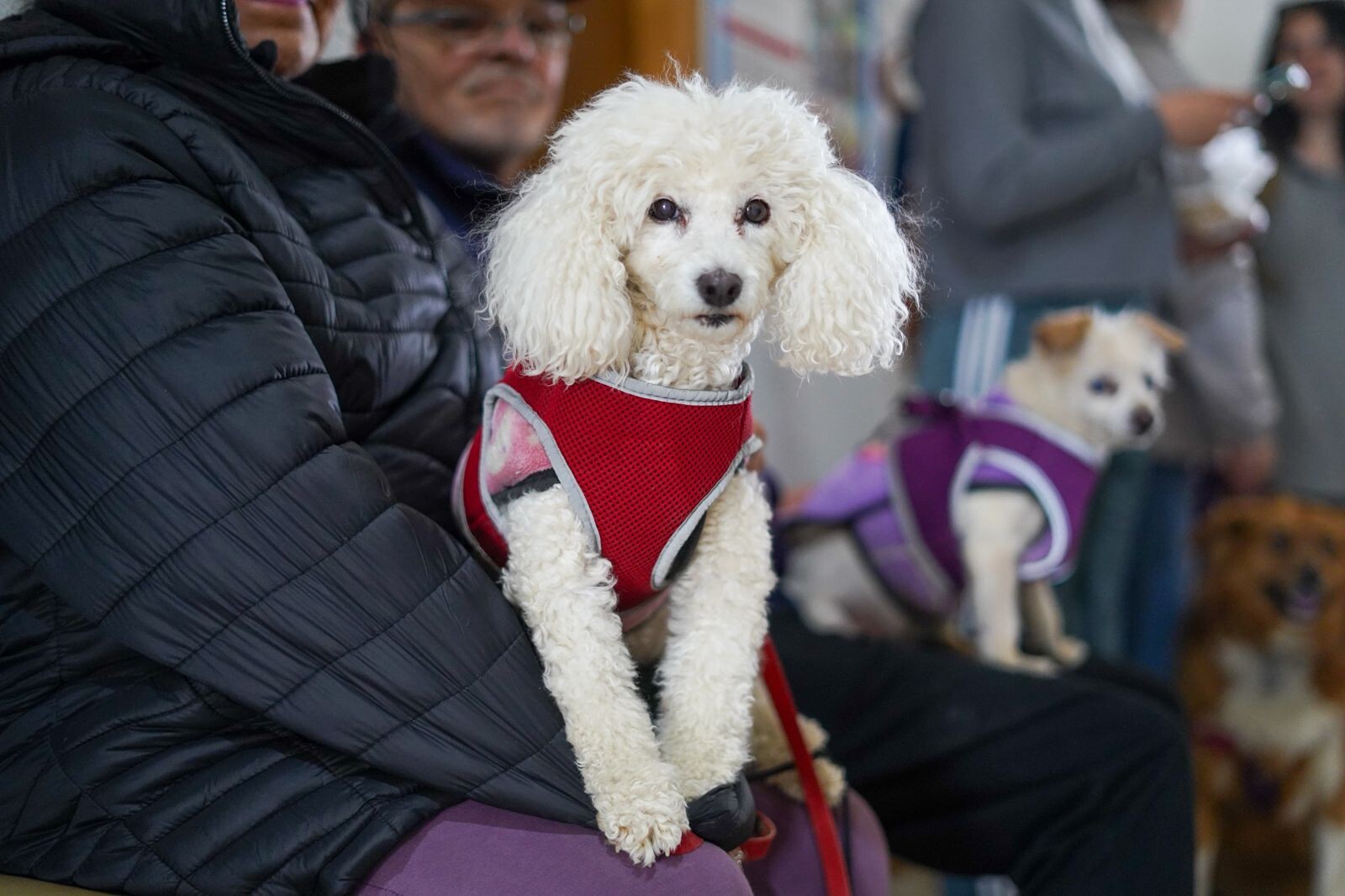 Tolhuin relanza la campaña gratuita de castración, vacunación antirrábica y desparasitación