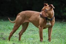 Ataque de Pitbull en Guadalupe Oeste Santa Fe