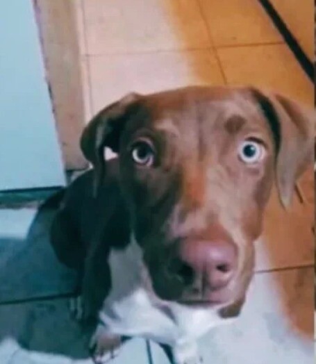 WhatsApp Image 2026-04-20 at 18.04.24.jpeg Corrientes: Se conoció la fecha para el juicio oral al veterinario y docente que mató a Mía