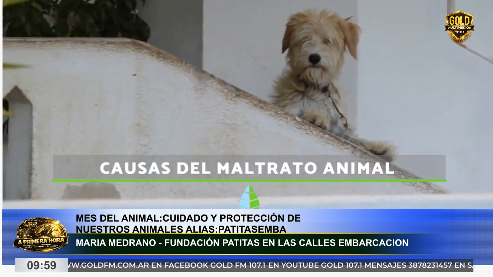 MES DEL ANIMAL: PREOCUPA EL ABANDONO Y MALTRATO EN EMBARCACIÓN
