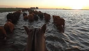 Un millón de hectáreas afectadas y perdidas millonarias por las inundaciones en Santa Fe