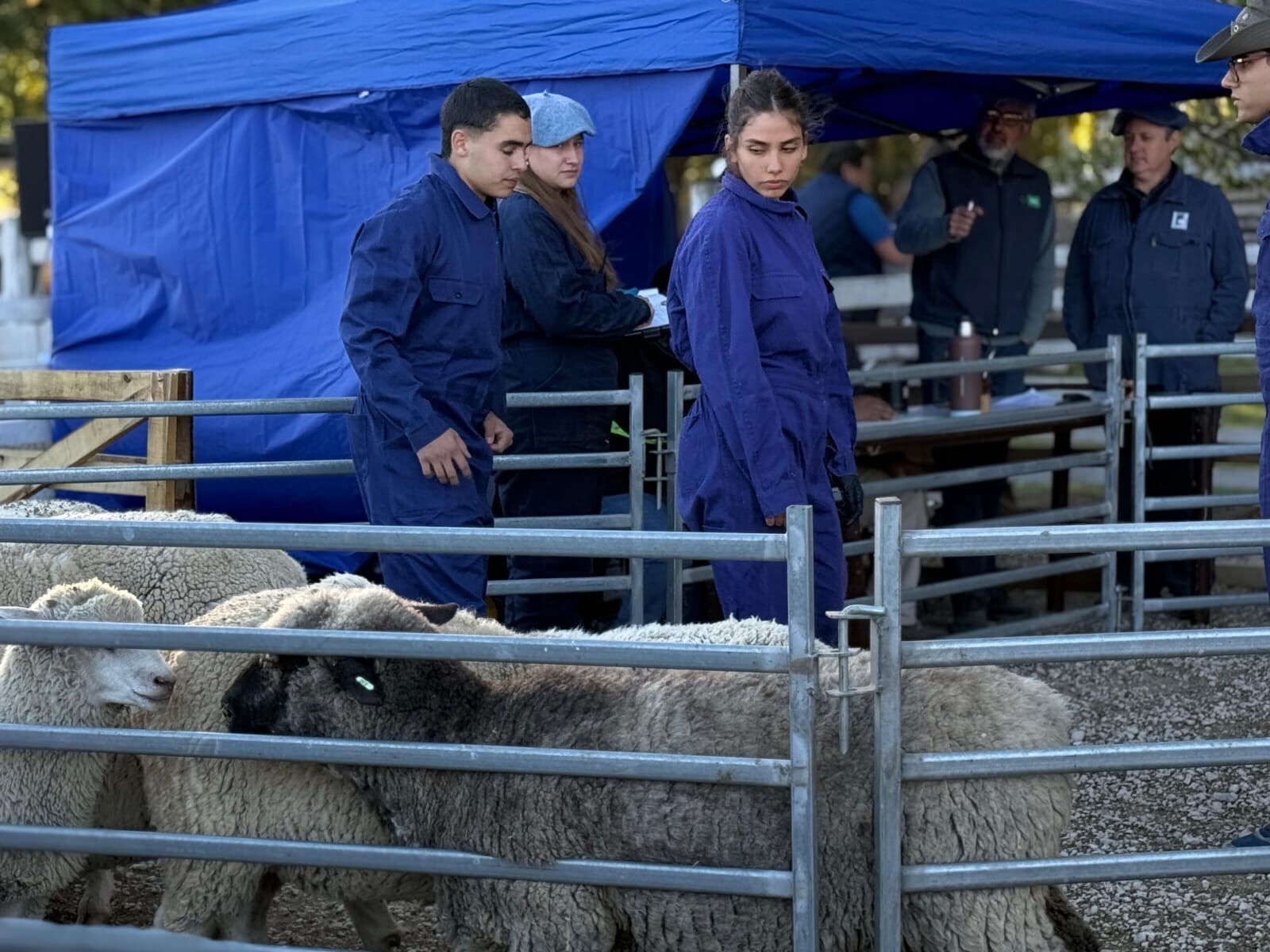 Chubut lideró las «Ovinpiadas Regionales»: primer puesto y tres escuelas clasificadas a la instancia nacional