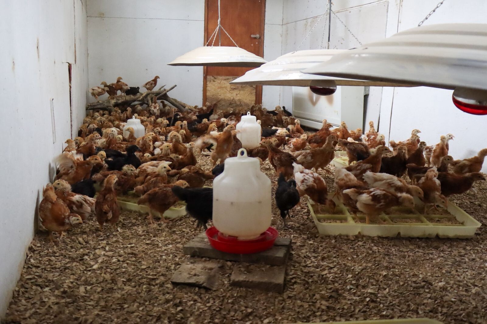 Se brindará en Tolhuin una charla sobre producción avícola y cuidados frente a las bajas temperaturas